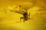 Detailed Fossil Caddisfly (Trichoptera) In Baltic Amber #173656-1